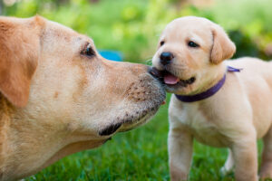 curiosidades sobre el Labrador Retriever