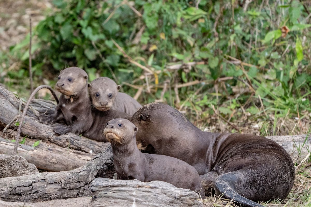 Réintroduction des loutres géantes à Iberá