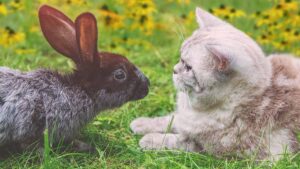 convivencia entre perros y conejos