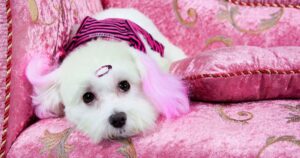 Colliers pour animaux : l'importance émotionnelle d'un accessoire essentiel dans leur vie quotidienne - plare. dangers de teindre le poil d'un chien