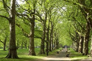 Crescente des ríos et gestion efficace de l'eau face aux phénomènes extrêmes - plare. bosques