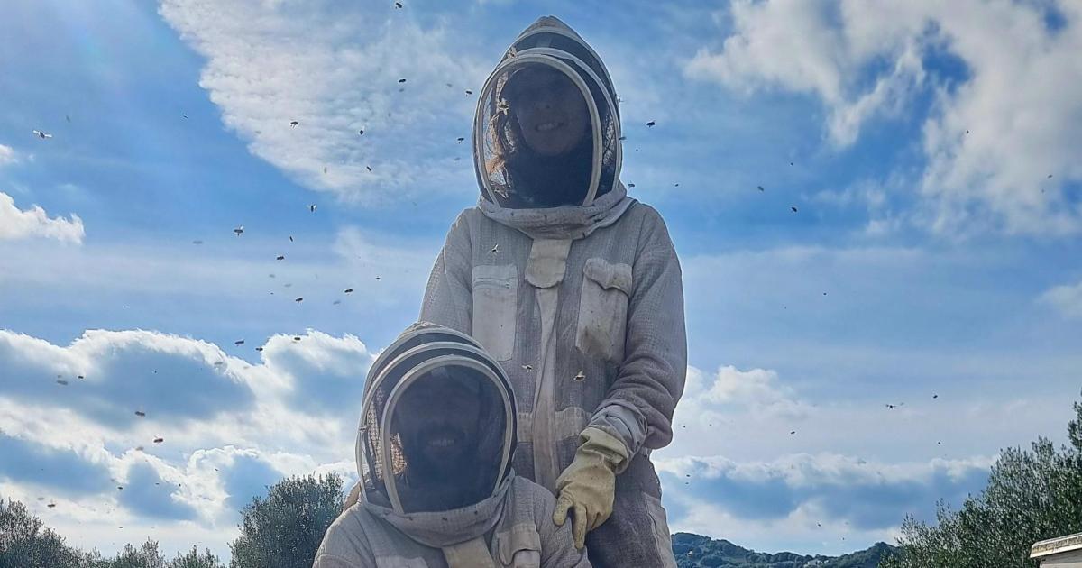 intervención profesional con abejas