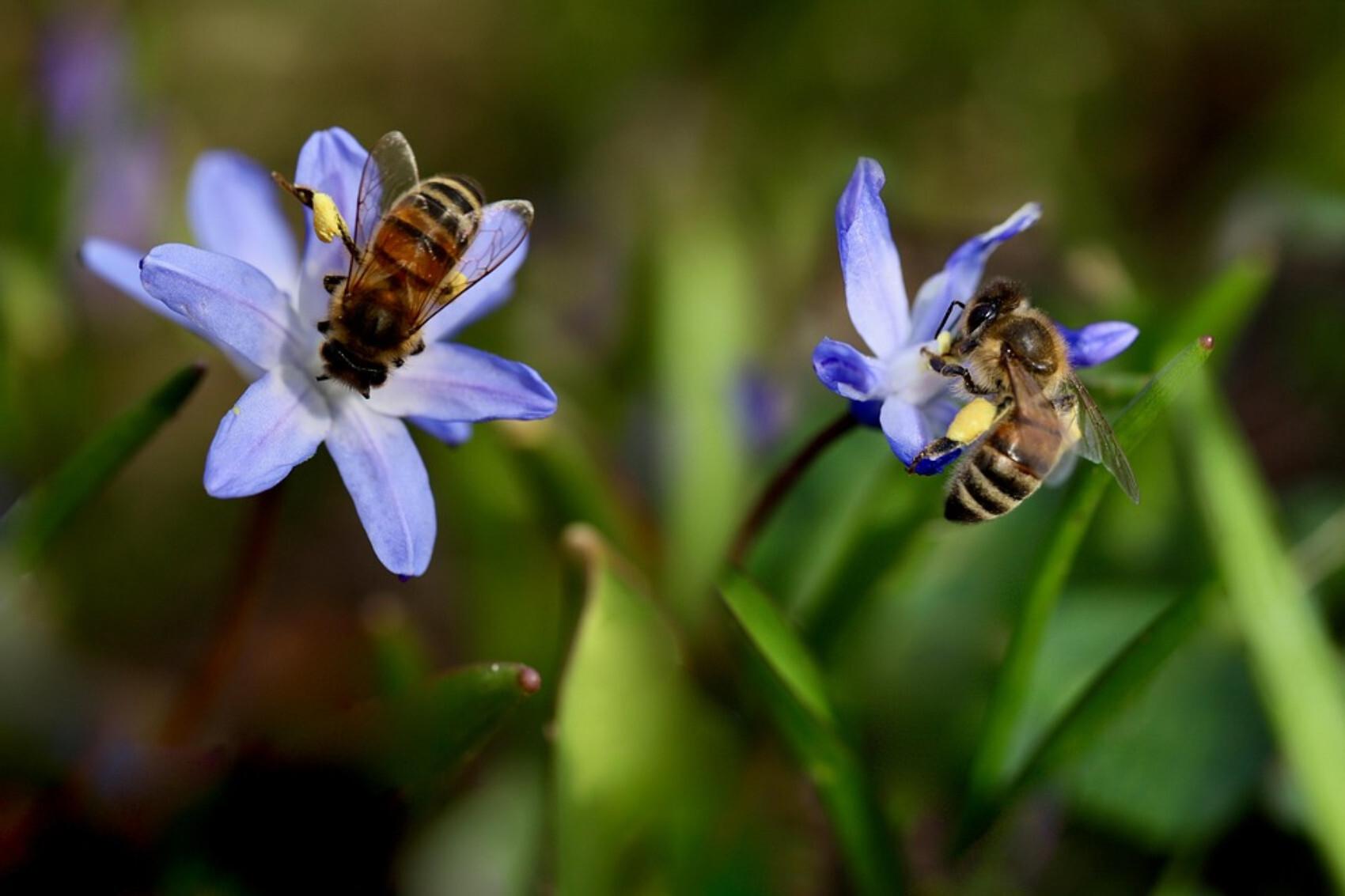 conservación genética de abejas