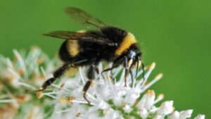 Nouvelles tendances, défis actuels et projets innovants en Espagne et en Europe - plare. superpoderes de las abejas en la polinización