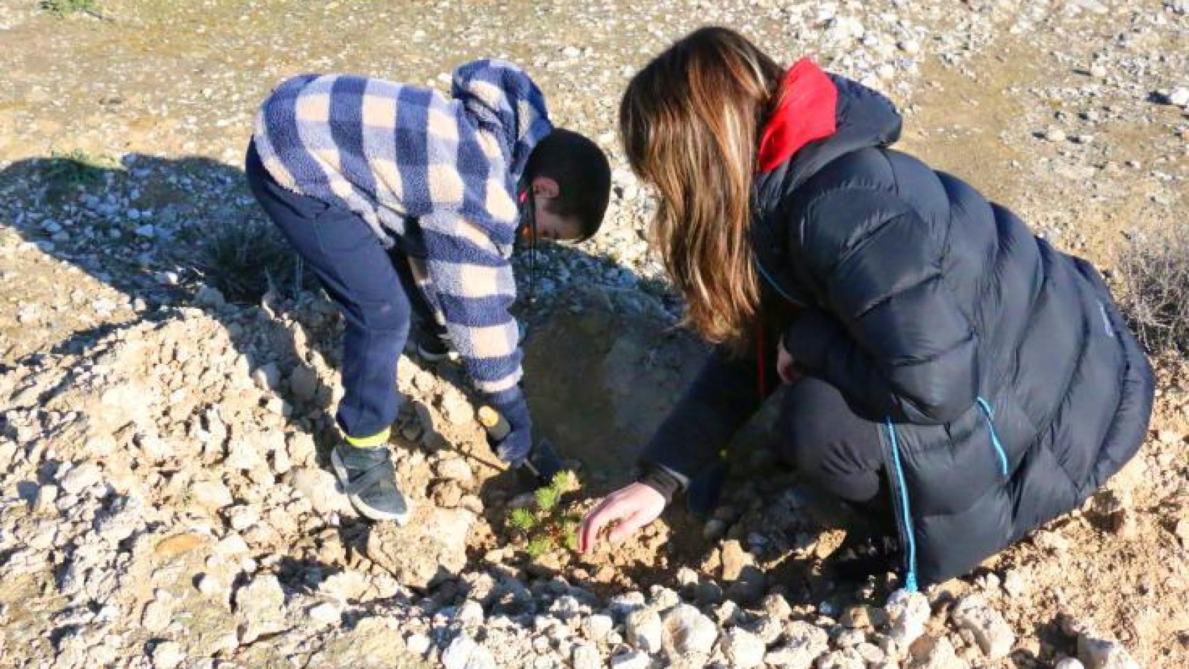 bénéfices de la reforestation dans les écosystèmes