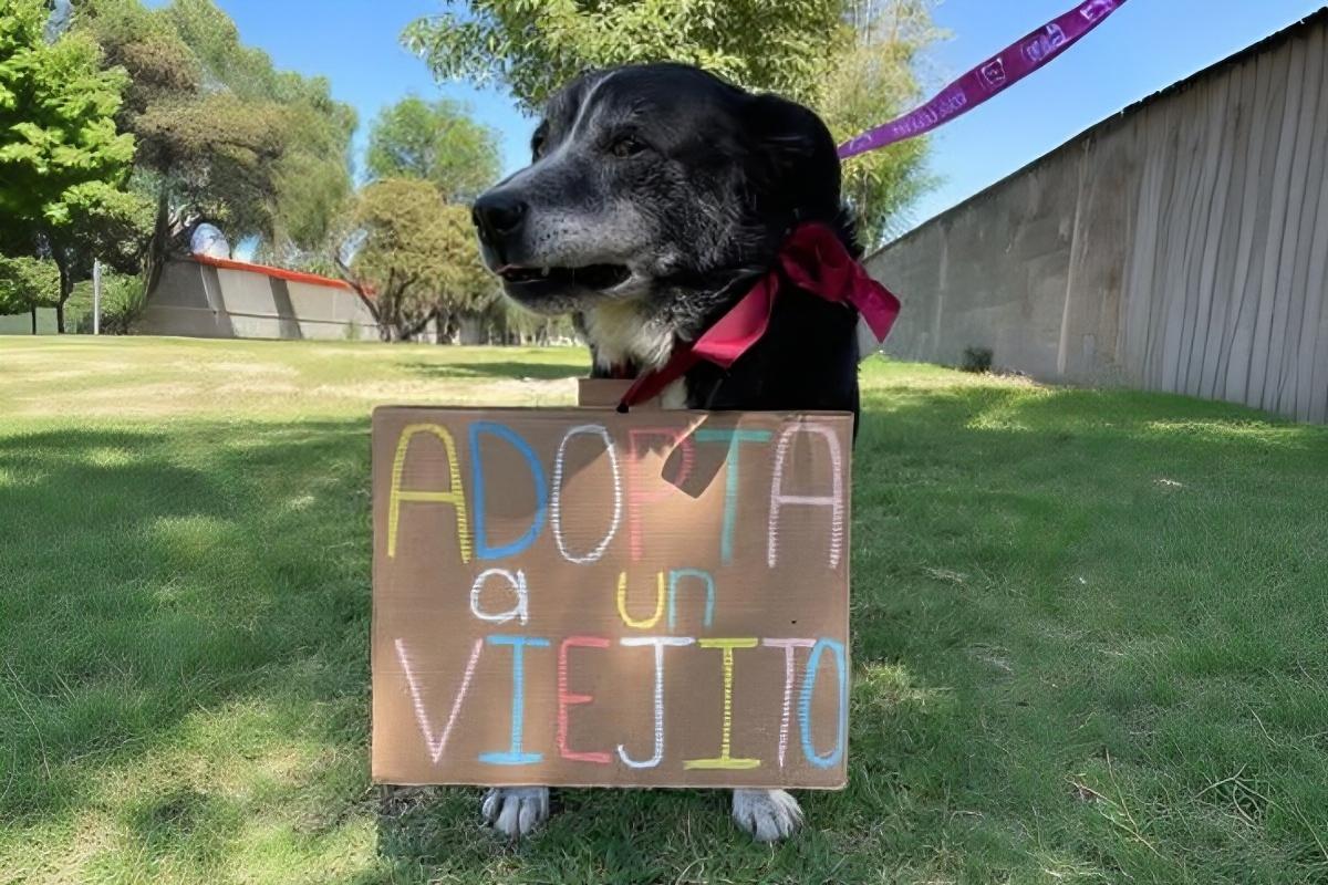 adoptar lomito cdmx