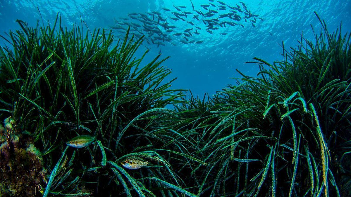 Prairies de posidonia en mer