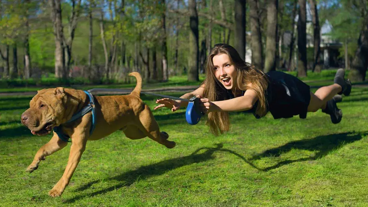 beneficios de mirar fotos de perros