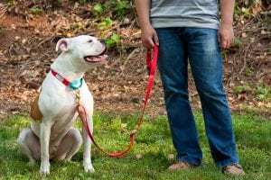TVE s'engage pour l'adoption responsable de chiens : adoptez un compagnon fidèle aujourd'hui - plare. que tipo de propietario eres