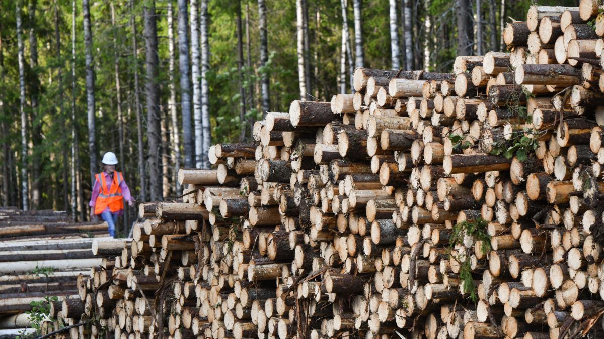 Chaîne alimentaire et déforestation