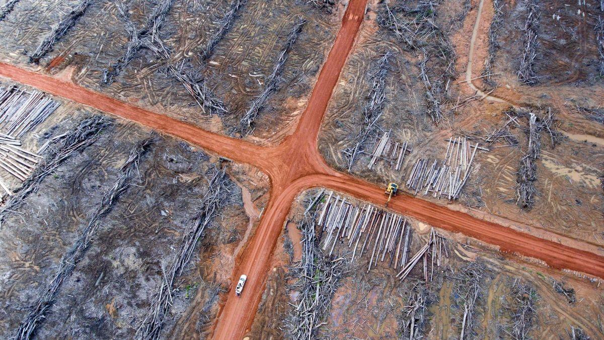 Lois européennes sur la déforestation