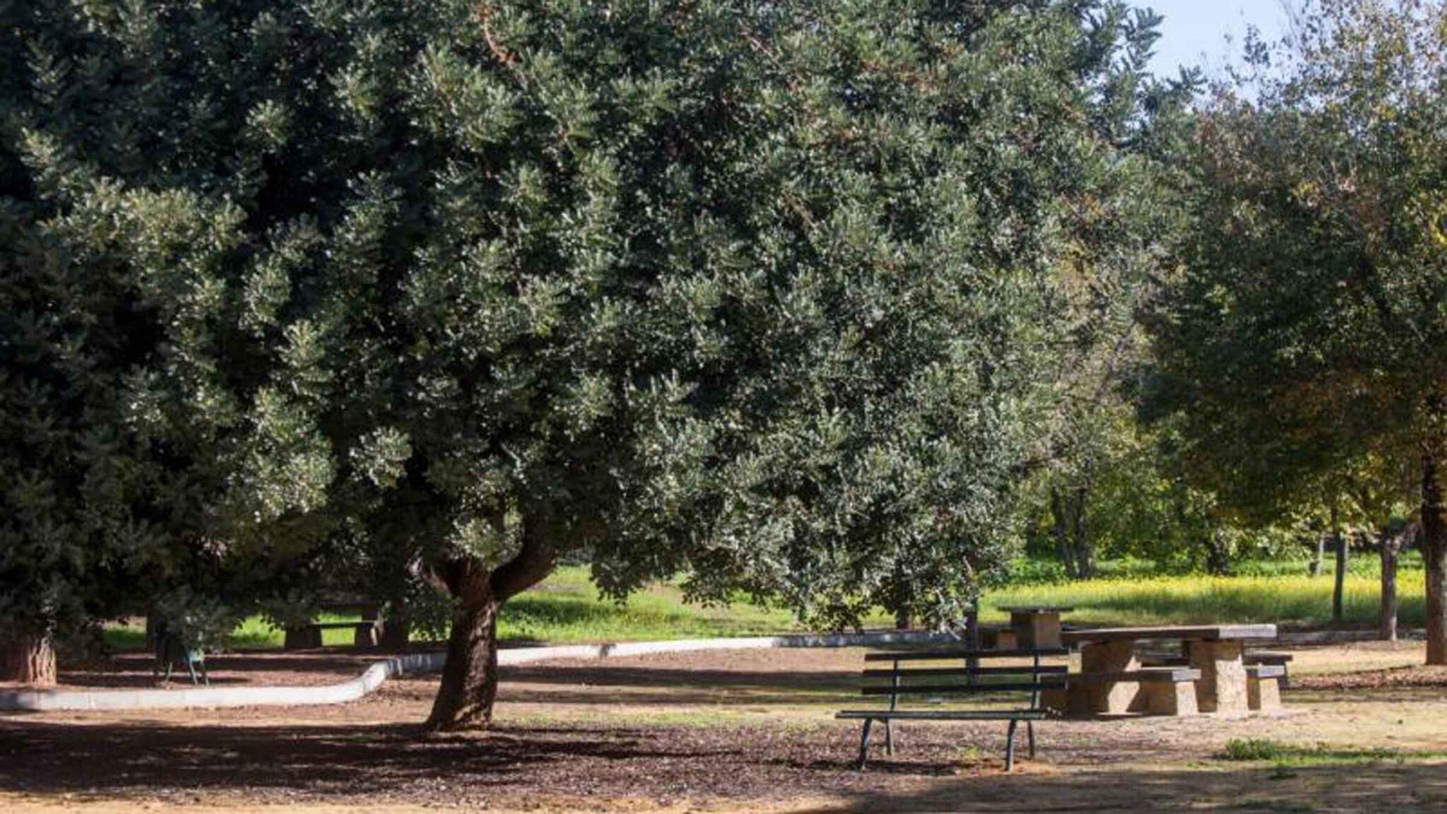 Renaturalización parque forestal