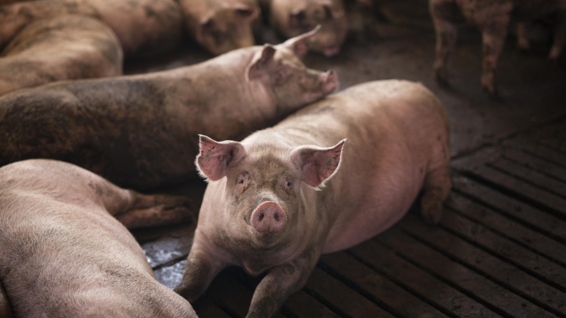 Bien-être animal en ferme
