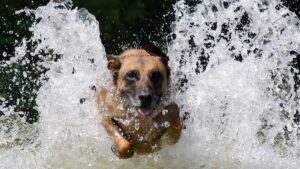 Escapades canines : des destinations idéales pour profiter avec votre chien - plare. Plages pour chiens-1