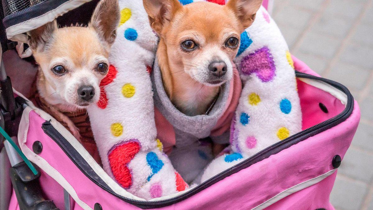 plage pet-friendly avec chiens