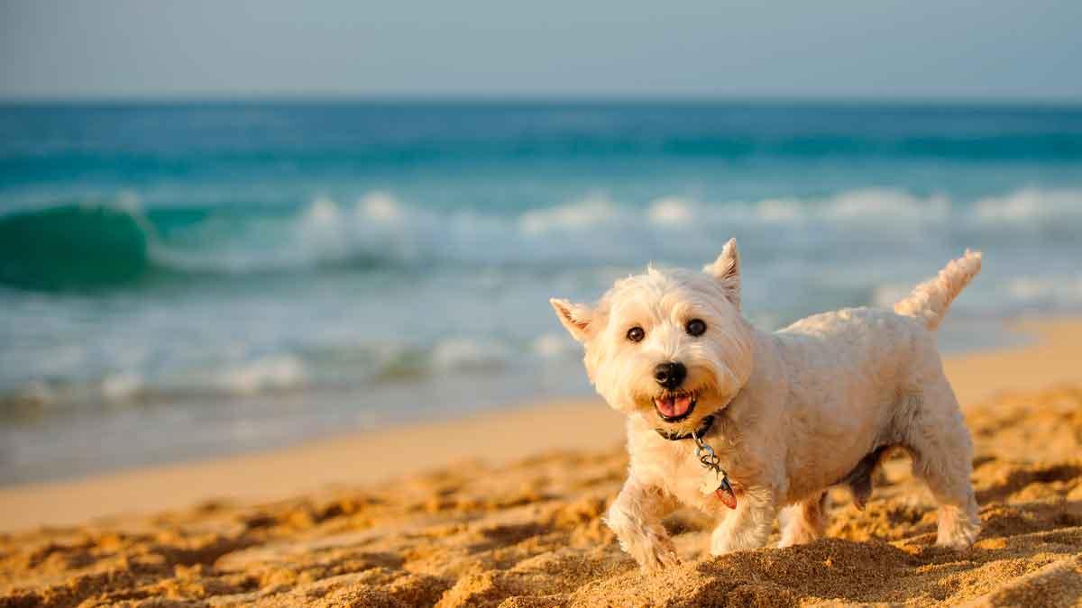 chien sur une plage de Galice