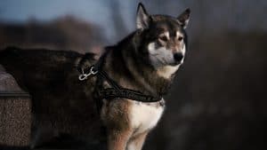 Impact du harnais pour chiens sur la sécurité routière et le bien-être animal - plare. Arneses pour chiens