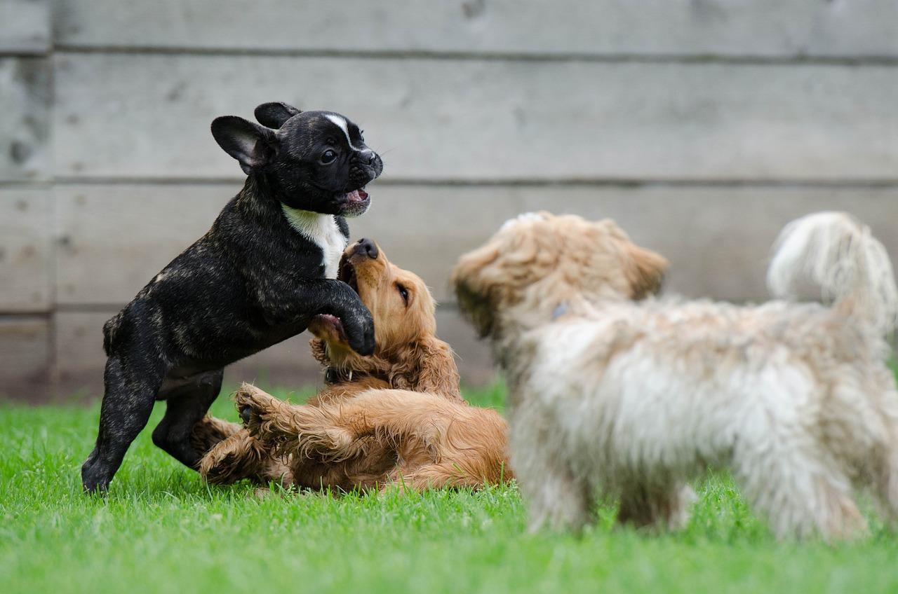 Innovation dans la nourriture pour chiens