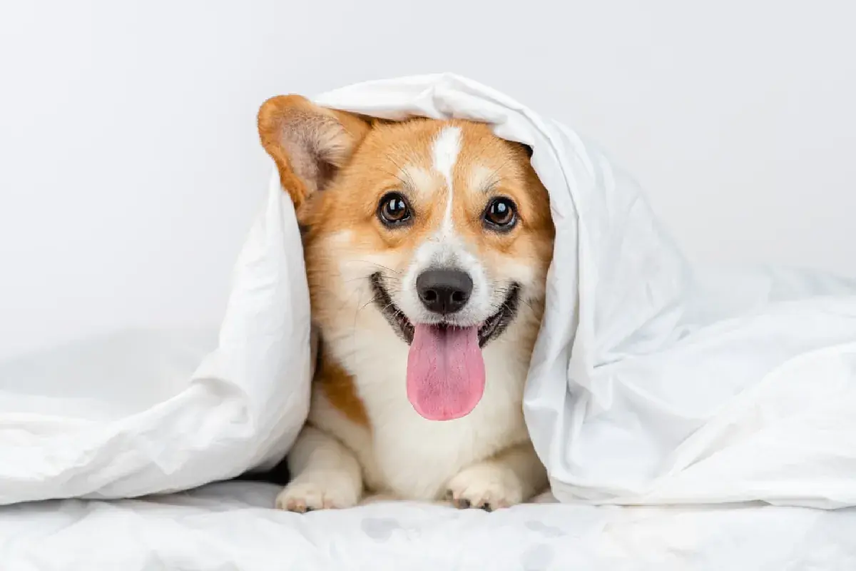 Snacks de poisson pour chiens