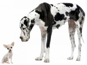 1753381128 774 Le phenomene de Max le chihuahua qui ne parle quespagnol - plare.