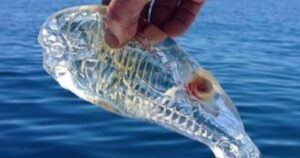 Écologie Marine