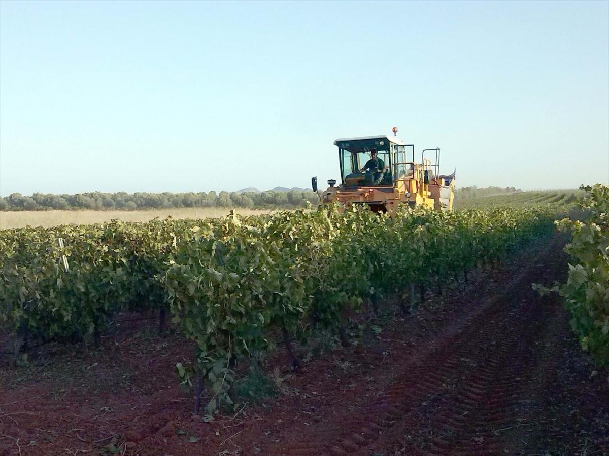 Superficie de cultivos ecológicos en la Comunitat Valenciana
