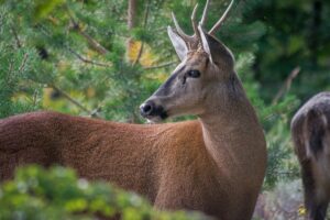 huemul en peligro