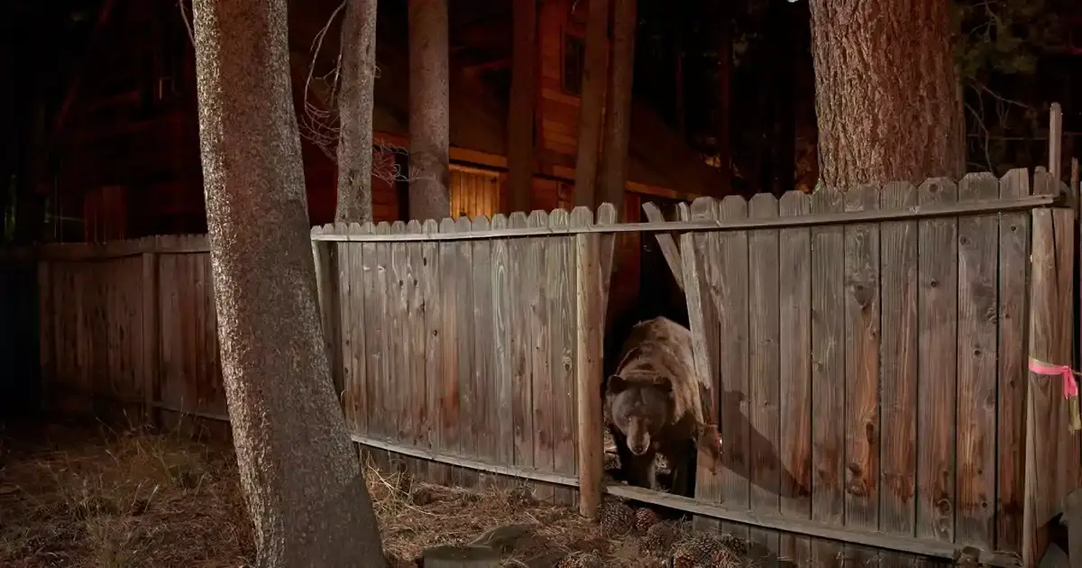 conservation de l'ours brun