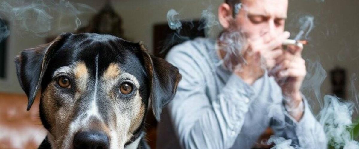 Chien avec anxiété