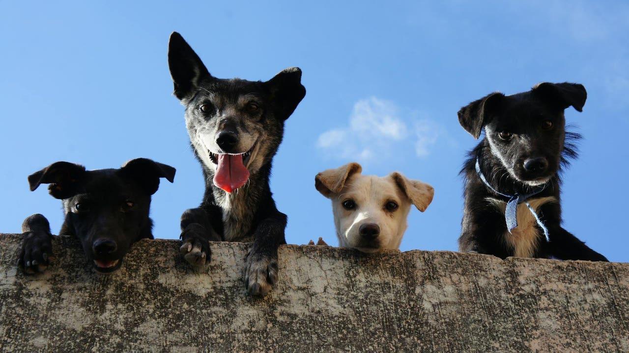 Solutions contre l'anxiété canines