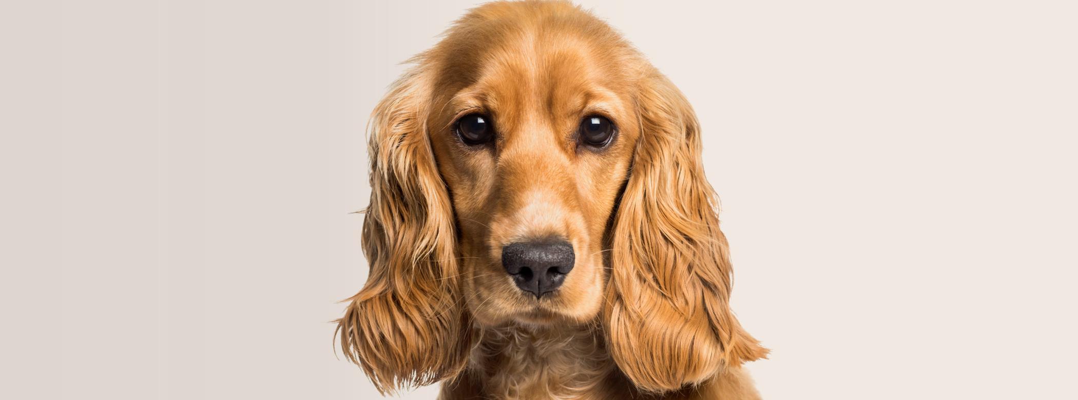 cocker en récupération