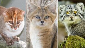 Animaux félins