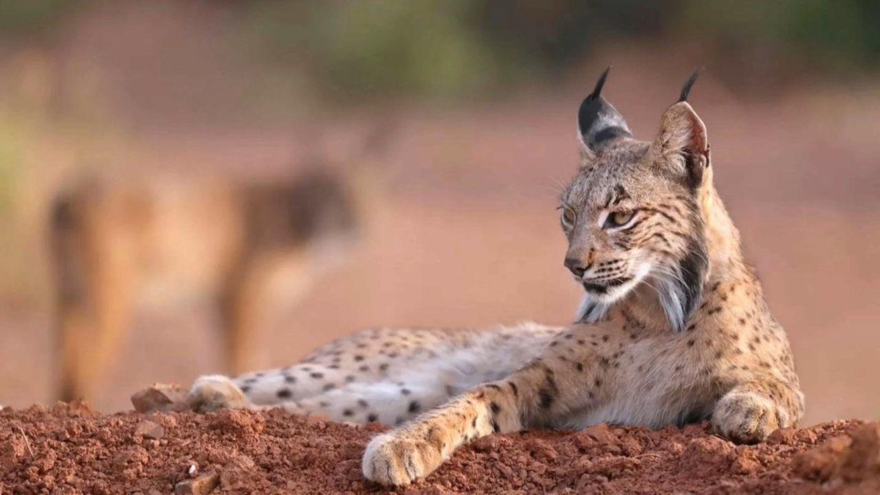 Lynx ibérique et son environnement naturel