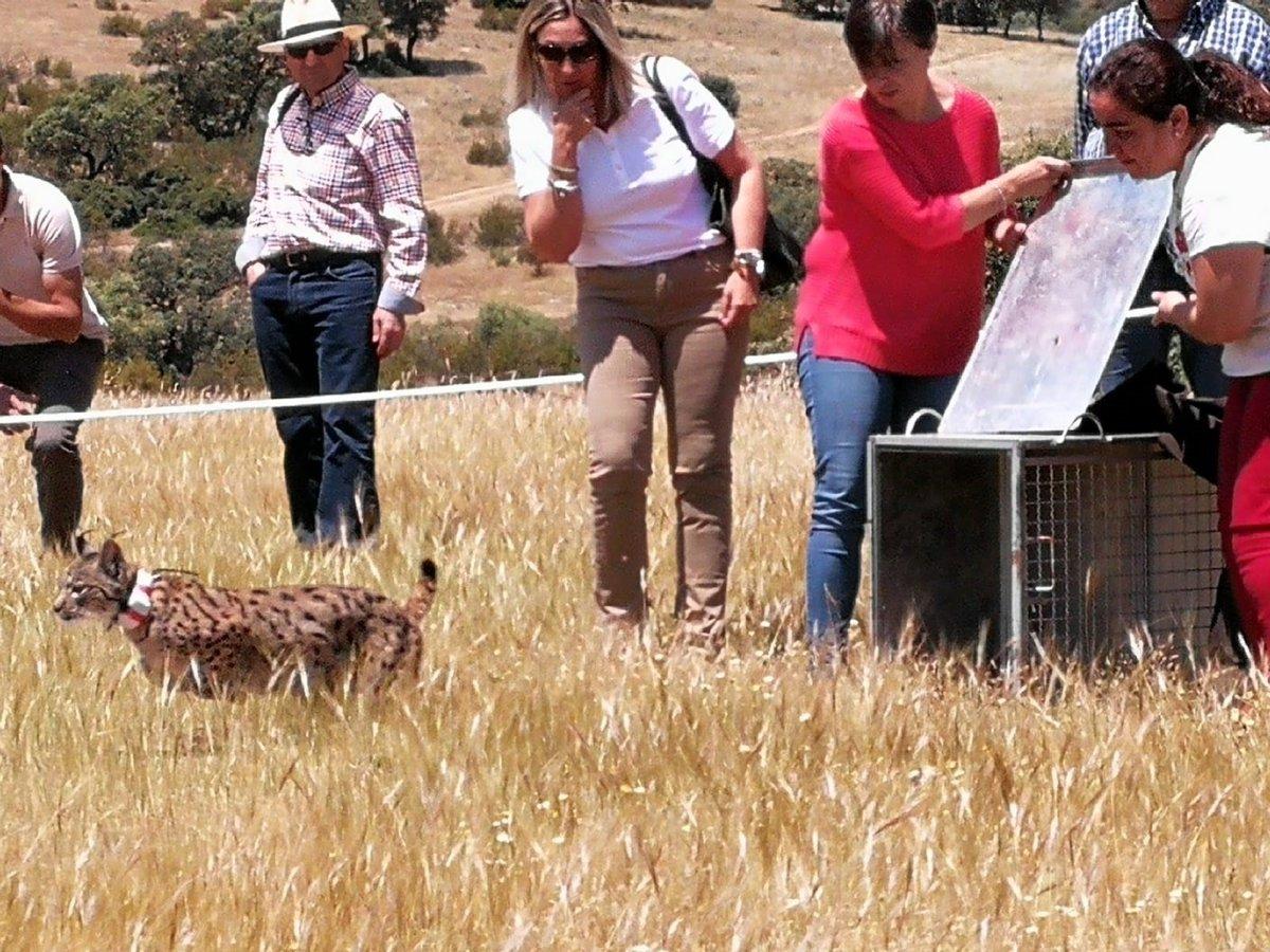 Vision du lynx ibérique dans la péninsule ibérique
