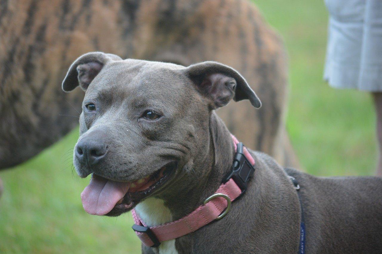 pitbull réglementation