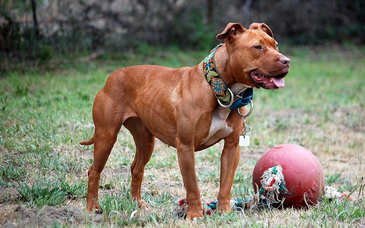 pitbull responsabilité