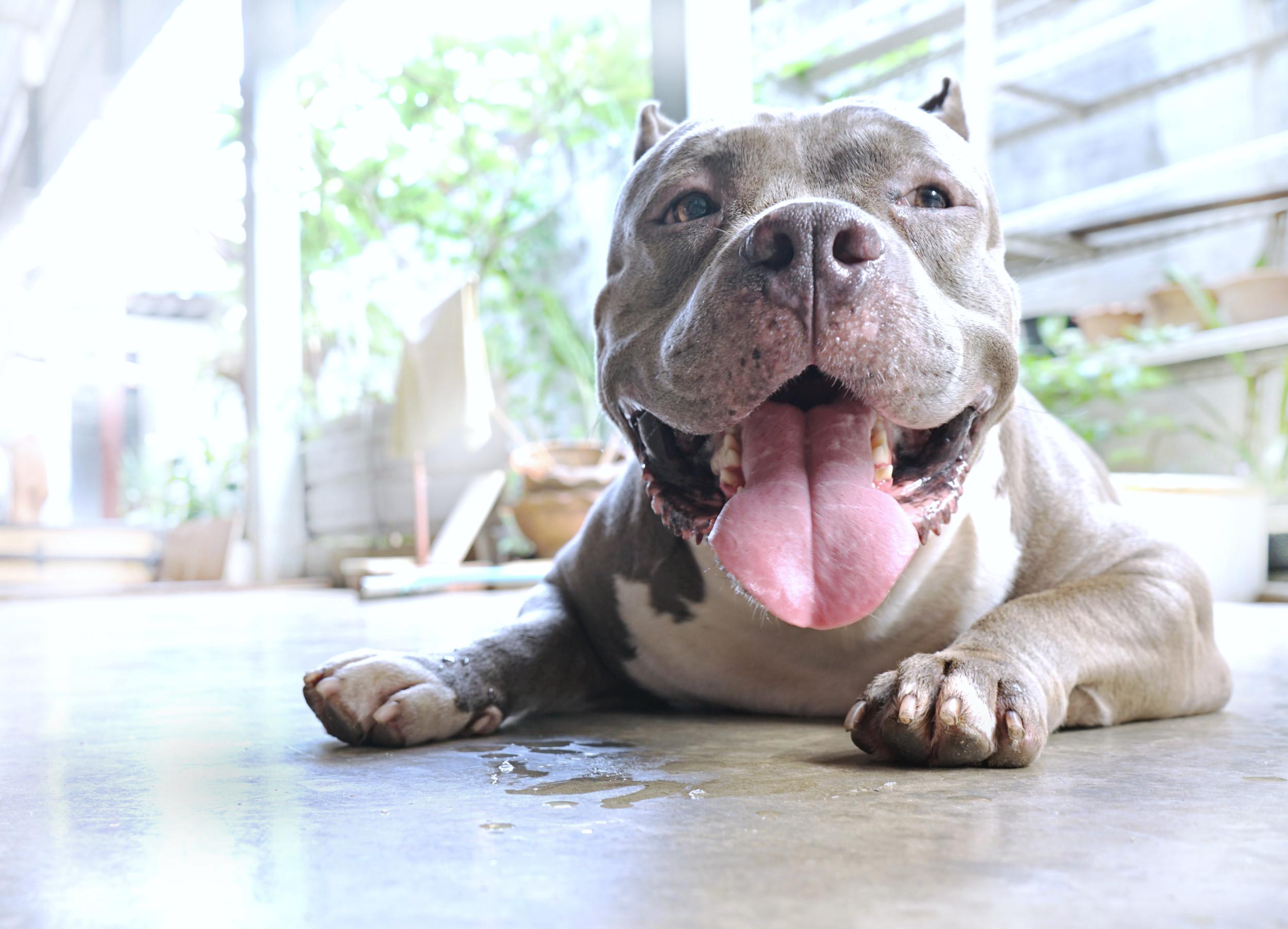 pitbull mesures de sécurité