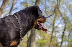 Incidents récents et règles pour une bonne gestion des animaux de compagnie à connaître - plare. perros potentiellement dangereux