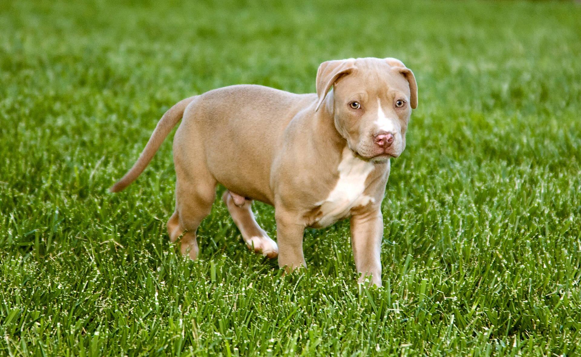 pitbull exigences légales