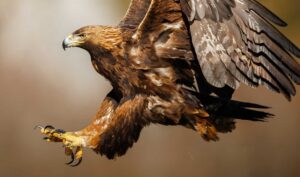 Expansion de la liebre européenne au Pérou : écologie et agriculture en danger - plare. aguila real