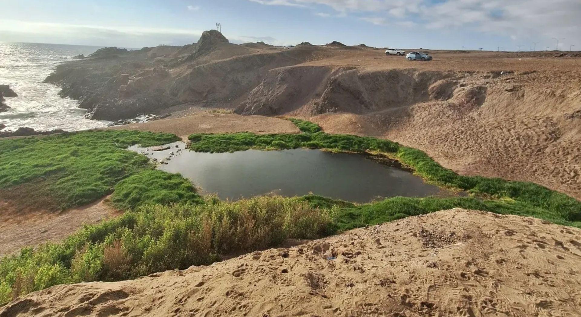 Espèces dans le Humedal Aguada La Chimba