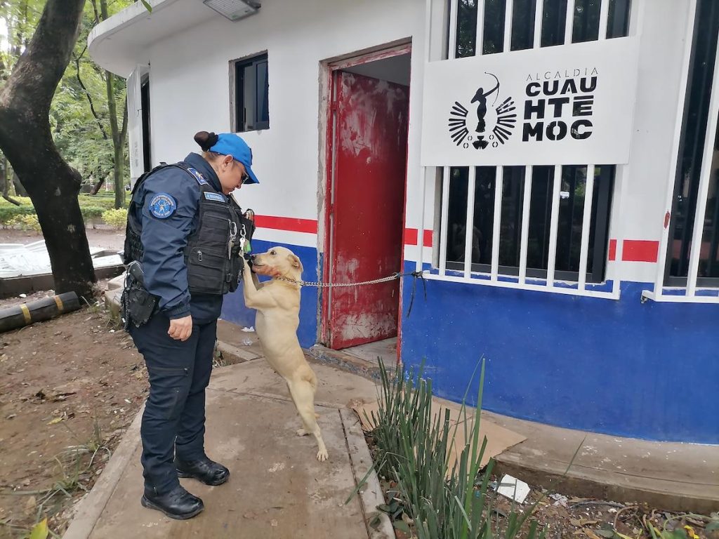Adopte un chien sauvé du métro de CDMX : Guide pratique pour donner un foyer chaleureux