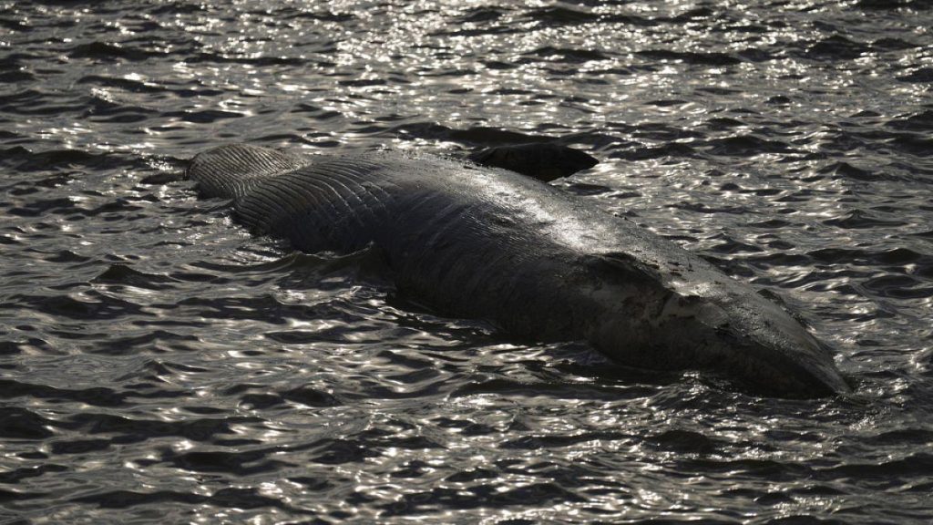 Apparition surprenante de baleines échouées au Japon : lien avec les tsunamis après le tremblement de terre en Kamchatka ?