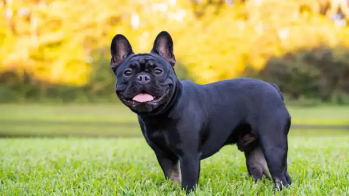 bulldogs français populaires