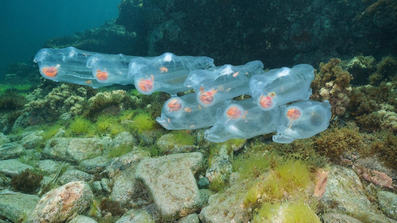 características de las salpas