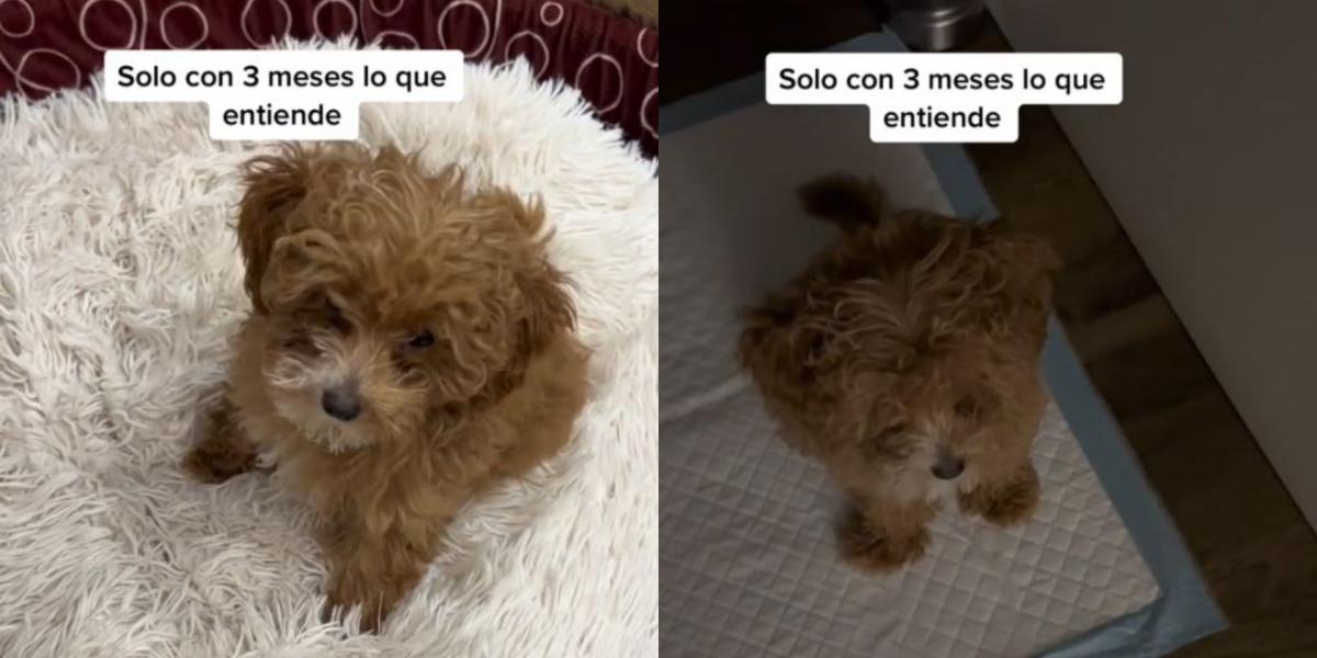 Caniche fan de football