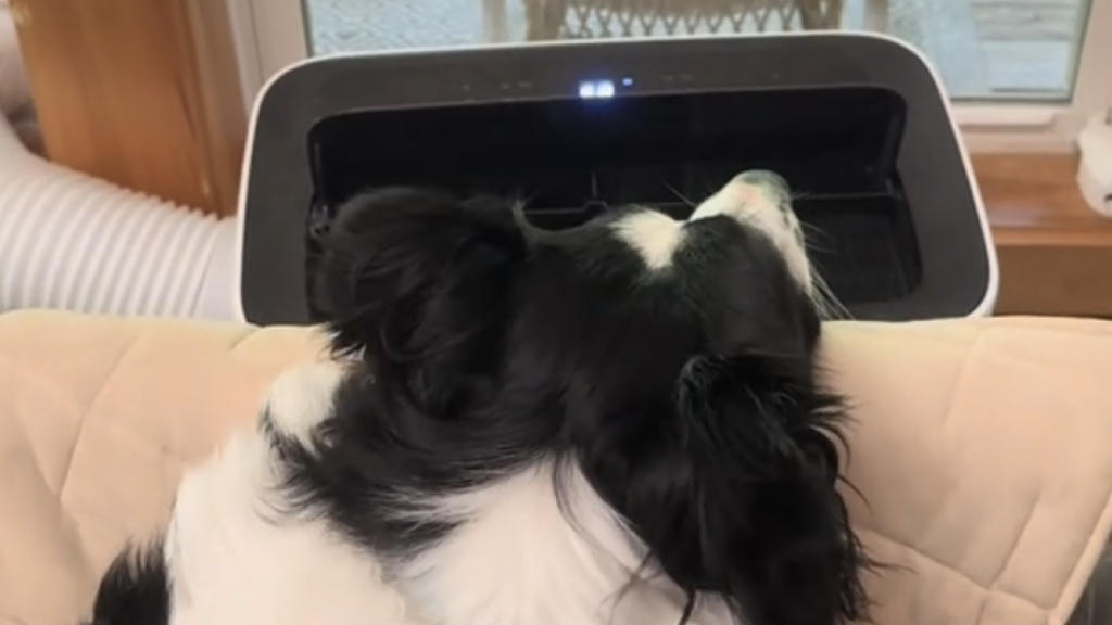 Choc et émerveillement : histoires fascinantes pour les passionnés de Border Collie