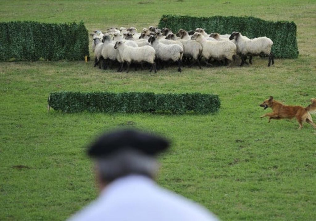 Concursos, seguridad y el papel social des avances en España y Europa.