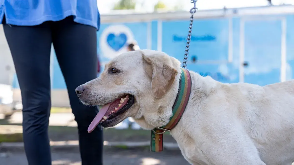 perro siendo examinado por veterinario para castración
