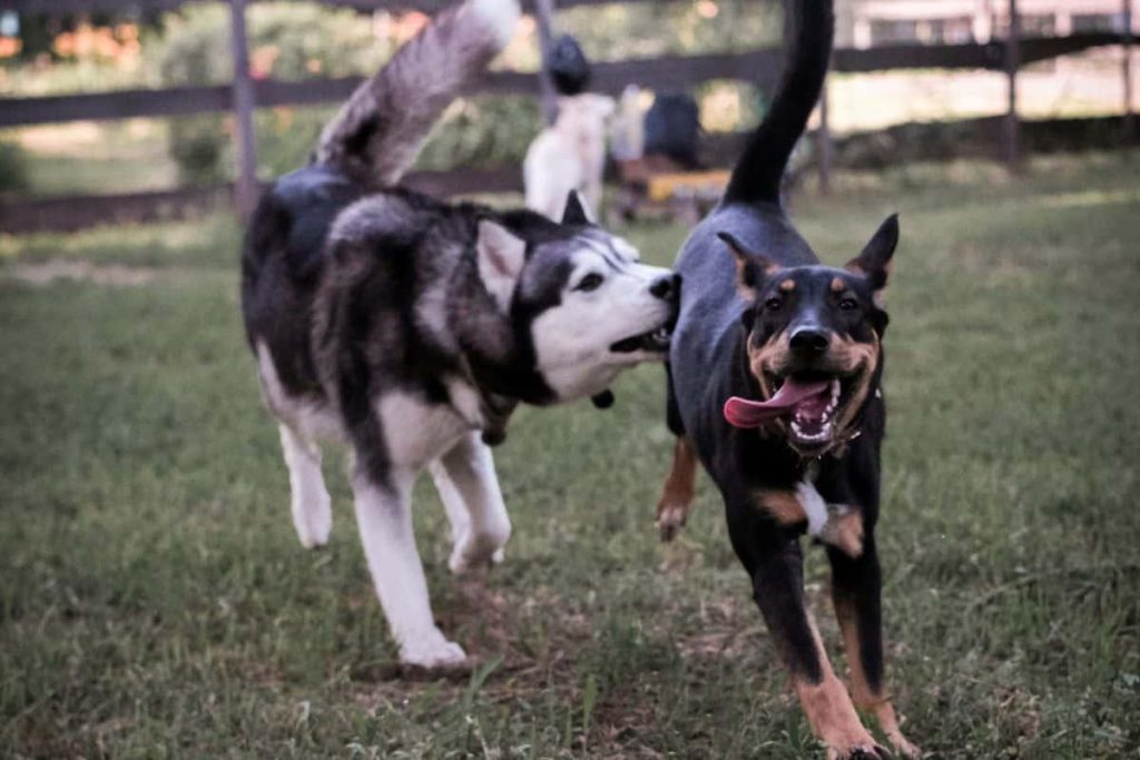Célébration du Jour du Chien : événements festifs, promotions exclusives et conseils pour les passionnés des animaux